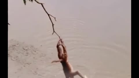 🤣monkey vs tiger funny video 🐒🙊💥🤣#short