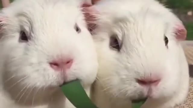 Mr Rabbit have a Dinner Together