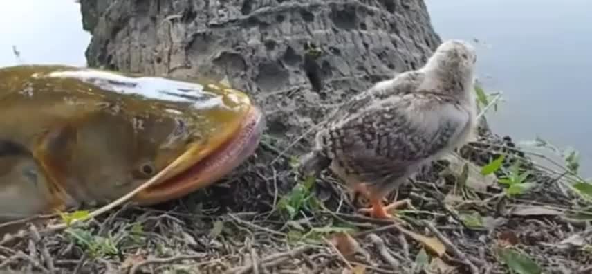 How did this fish fail in its hunt?