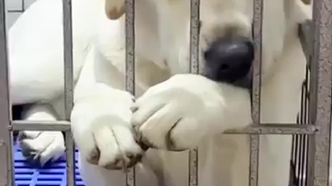 š¤£Laugh_Out_Loud_With_These_Funny_Animal_Videosš§”_|_Animals_LOL_Moments_#funnyanimals_#funnydogs(360p)