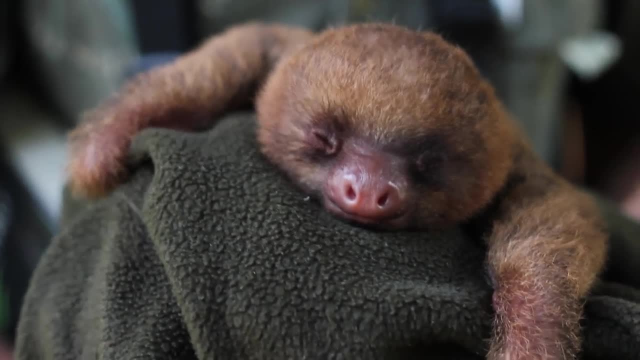 Adorable Baby Sloth Yawning