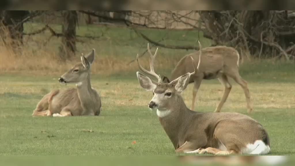 Nature 3 camel and sika deer