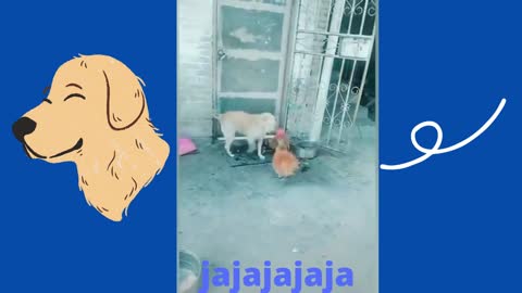 Chicken VS Dog Fight - Funny Dog Fight Videos