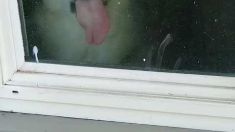 Window licking husky