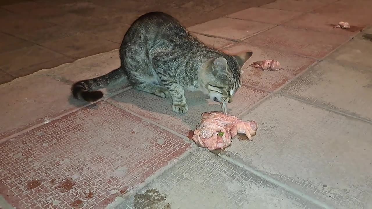 The street cat was my guest for dinner. This cat is so cute.