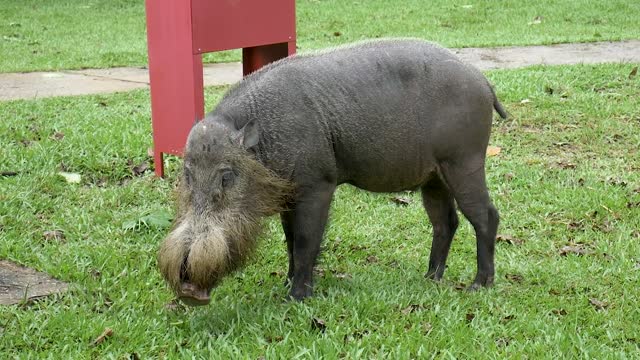 a very bizzare pig !