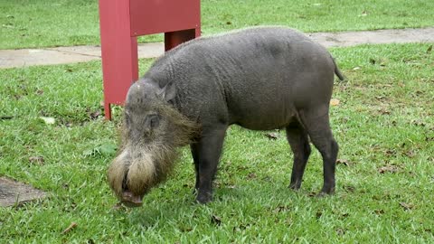 a very bizzare pig !