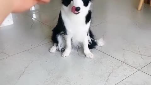 Cute pets acting perfectly