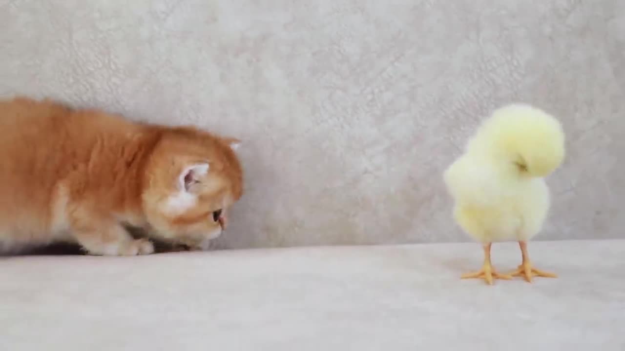 Cute Kittens Meets Tiny Chicken For The First Time