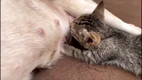 A dog suckling a kitten