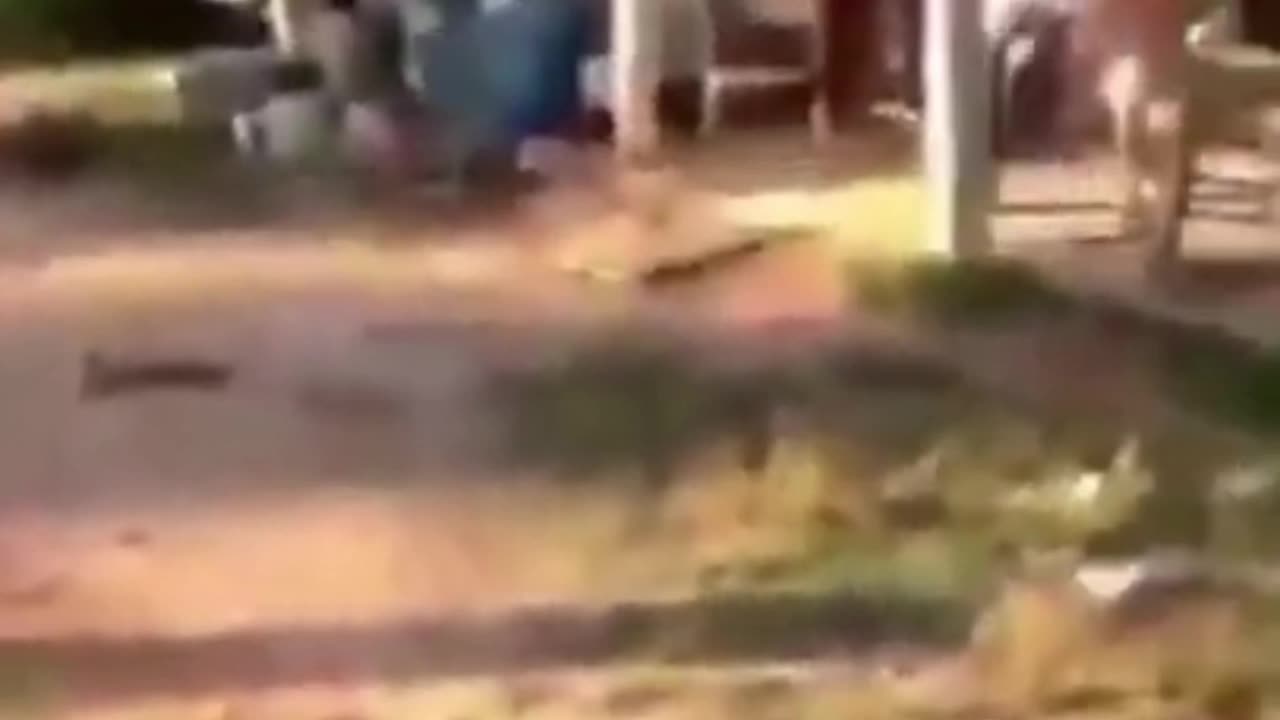 funny dog