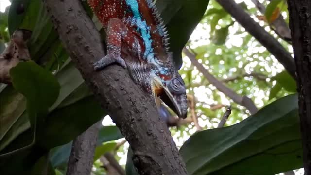A great shot of a lumlums when they hunt their prey.