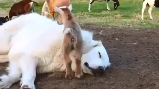 Baby Goats & Dogs