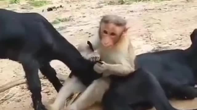 Amazing monkey and goat