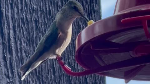 A happy hummingbird