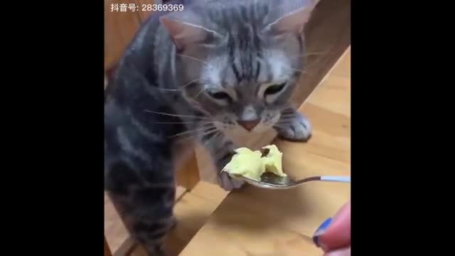 Funniest Animal