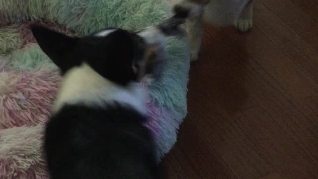 tug tug tug a war