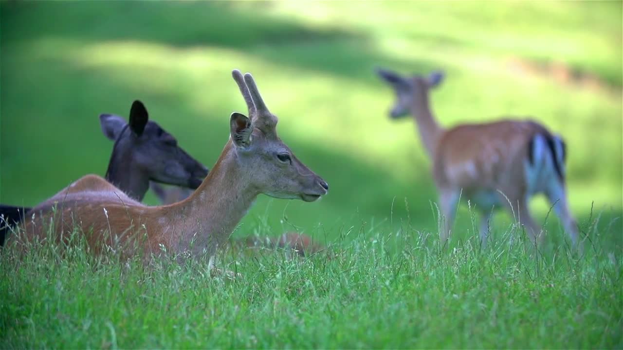 Deer comfortable eating