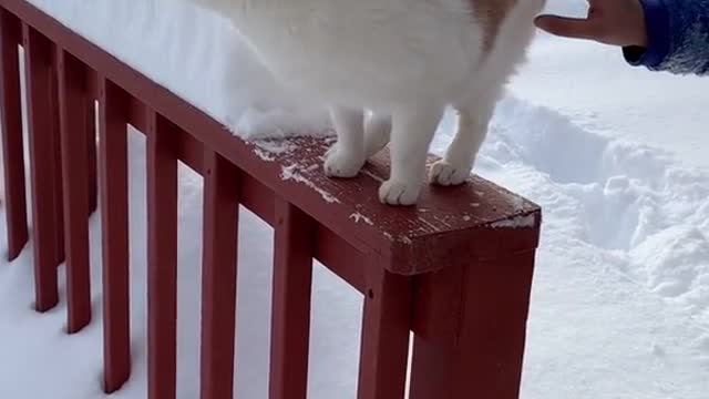 Cat fell into the snow