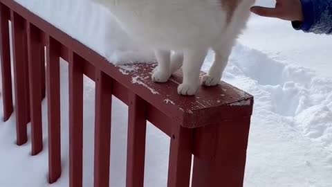 Cat fell into the snow