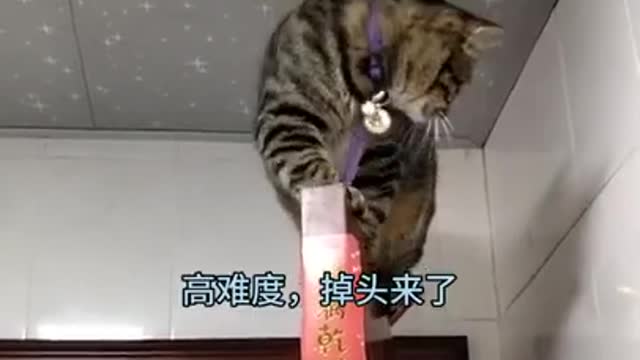 Funny cat videos 2021 | funny cats | Funny cat videos