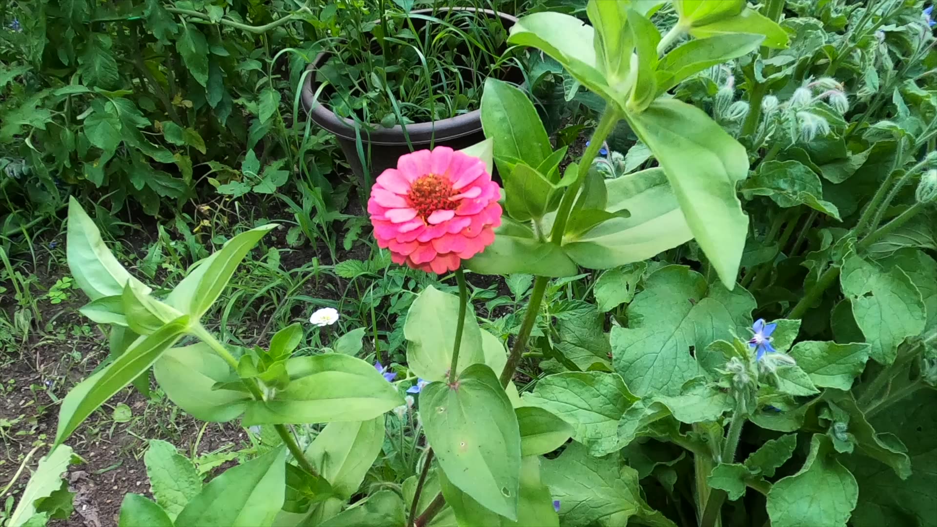 I got the PRO XL Harvest Right FREEZE DRYER! Freeze dried Diced