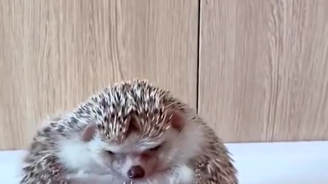 Porcupine Baby Cute animals funny video