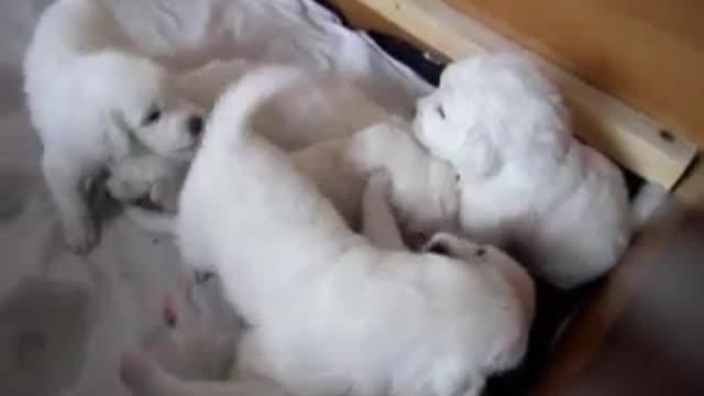 Owczarki podhalańskie 'Leśna Tatra FCI' - Puppies