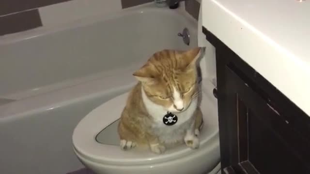 Orange cat using the restroom and sitting on toilet