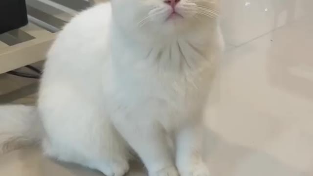 Funny cat video