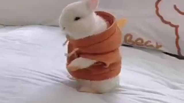 A rabbit 🐇 dance 🕺