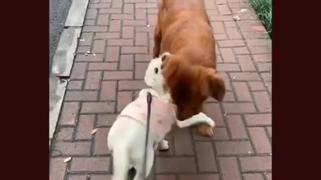 Cutest Baby Animals Videos Compilation Funny Moment of the Animals - Puppy Lovers #8