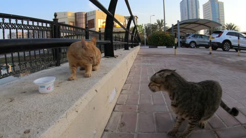 ED SHEERAN & MICHAEL JACKSON - Homeless cats in Ras Al Khaimah, UAE #cat #EdSheeran #MichaelJackson