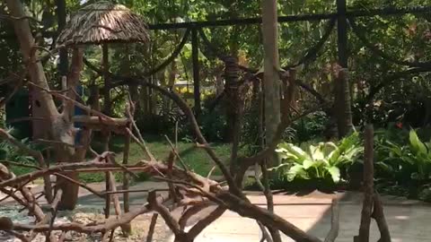 Hand feeding wild Vietnamese parrots