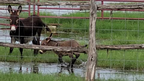 Baby miniature donkey playing in water