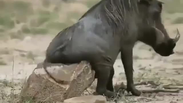 Having a good scratch