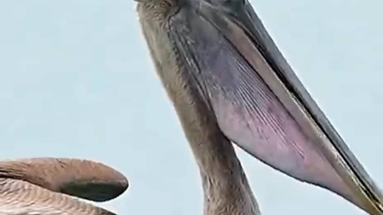 pelican Sea bird catchin and eating fish پیلیکن پرندہ مچھلی پکڑتا اور کھاتا ہے۔