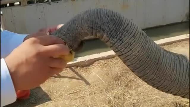 The breeder feeds the elephant bananas