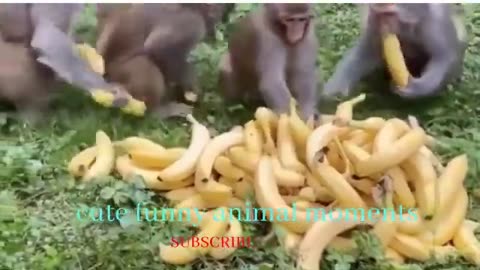 Funny Animals Video