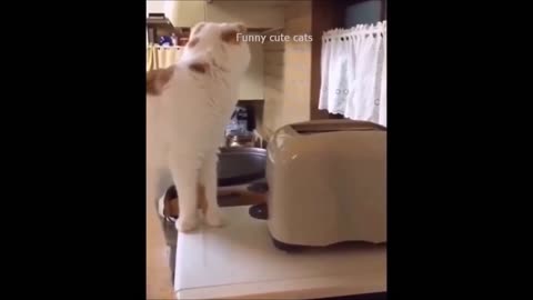 Funny videos cat and dog