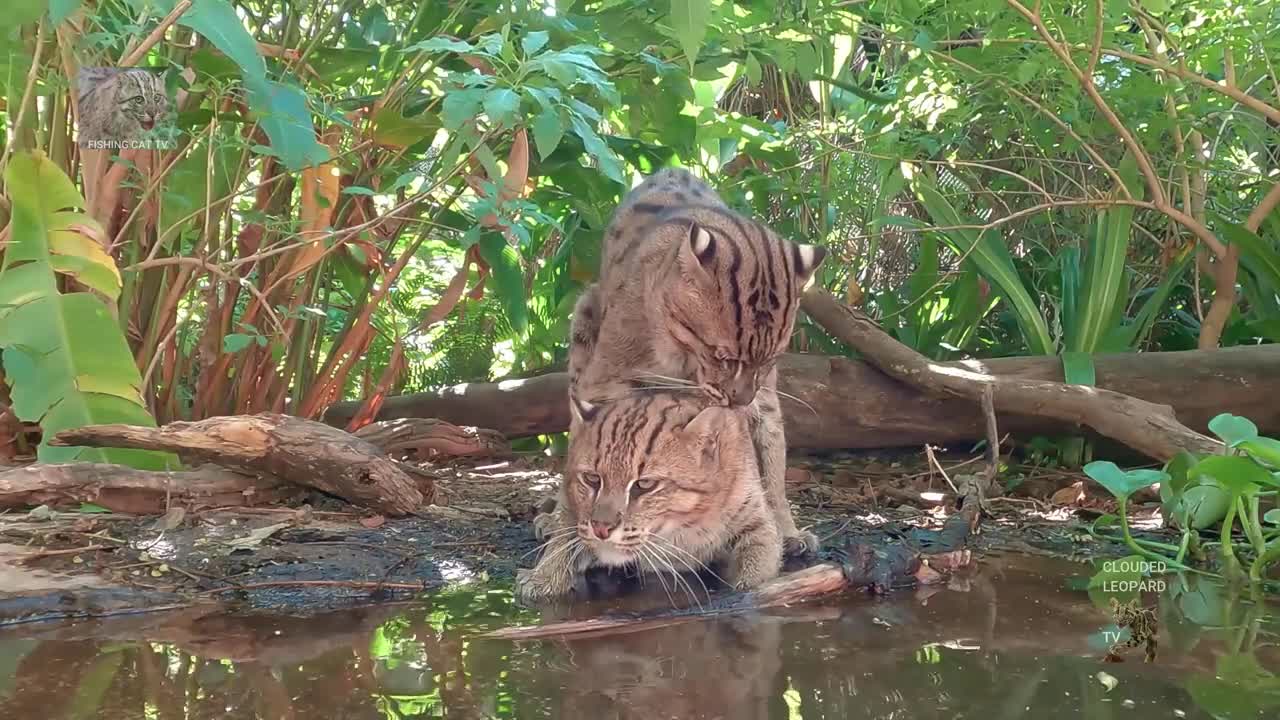 Funny cat
