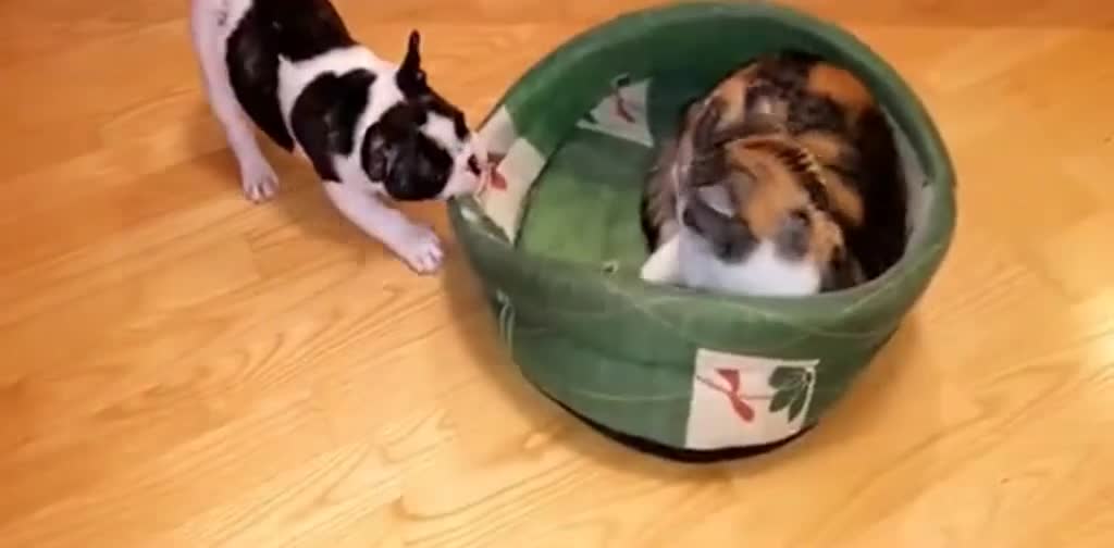 Cat in dog house dog revenge story funny