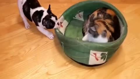 Cat in dog house dog revenge story funny