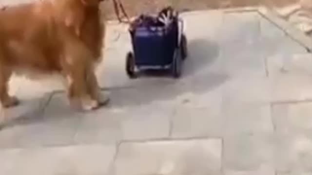 The dog carries the cat in a cart