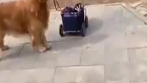 The dog carries the cat in a cart