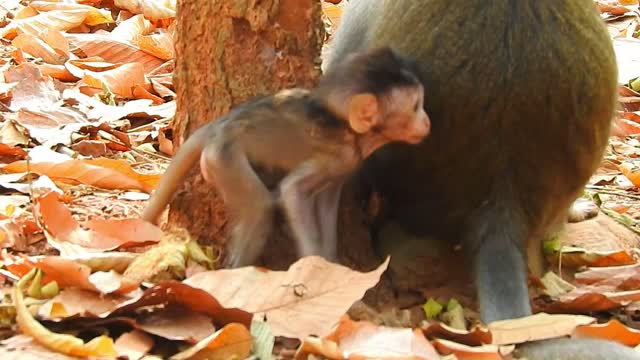 Cute baby monkey want milk , mom do not understand #4#Love animals