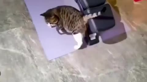 cute cat in gym