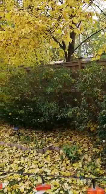 Yellow Leaves in Canada 2021