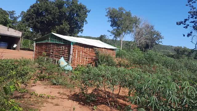 Minha plantação de mandioca