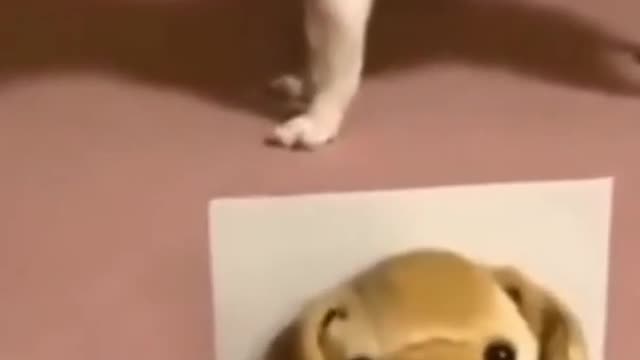 🤣 FUNNY Chihuahua Singing